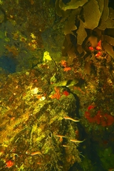Notolabrus tetricus