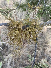 Arceuthobium americanum