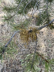 Arceuthobium americanum