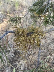 Arceuthobium americanum