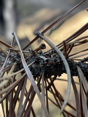 Arceuthobium americanum