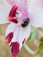 Bilyaxia concinna
