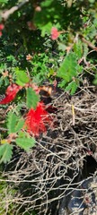 Calliandra californica