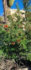 Calliandra californica
