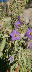 Solanum hindsianum