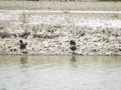 Fulica rufifrons