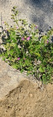 Mirabilis laevis