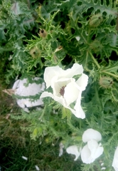 Argemone platyceras