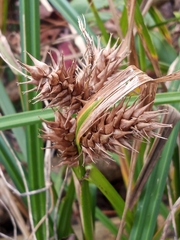 Carex lupulina