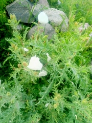 Argemone platyceras