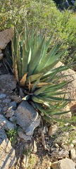 Agave deserti