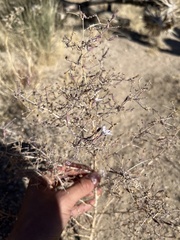 Stephanomeria exigua
