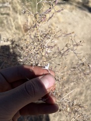 Stephanomeria exigua