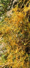 Cuscuta veatchii