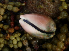 Lyncina vitellus