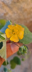 Abutilon abutiloides