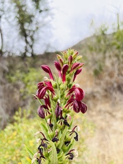 Lobelia polyphylla