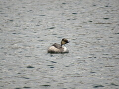 Podiceps occipitalis
