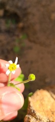 Perityle emoryi