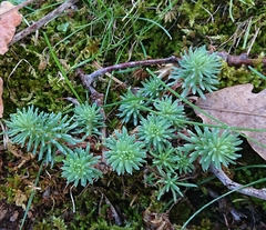 Petrosedum forsterianum