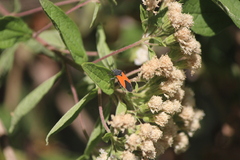 Melanopleurus bicolor