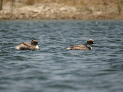Podiceps occipitalis