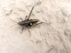 Sphenarium