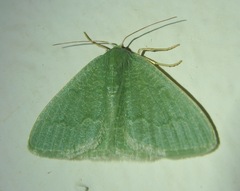 Phaiogramma faustinata