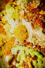Clavelina moluccensis