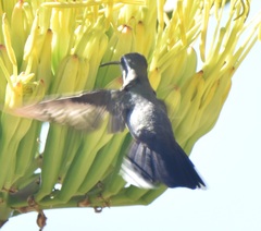 Lampornis clemenciae