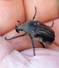 Ischnoscelis hoepfneri