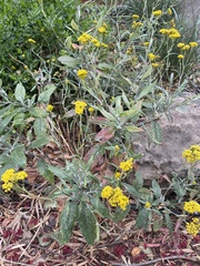 Senecio hypoleucus