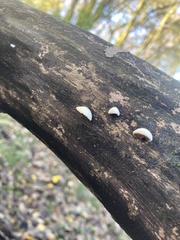 Deconica horizontalis