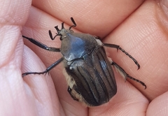 Ischnoscelis hoepfneri