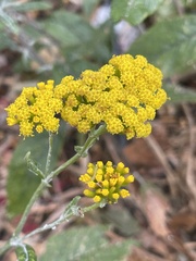 Senecio hypoleucus