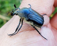 Ischnoscelis hoepfneri