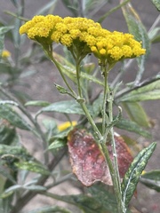 Senecio hypoleucus