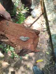 Larentiinae