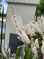 Prunus lusitanica
