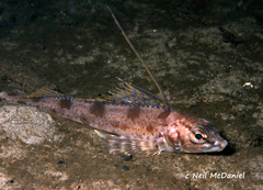 Longspine Combfish photo 1