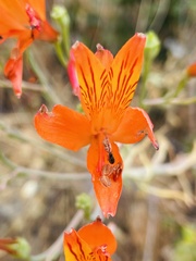 Alstroemeria ligtu simsii