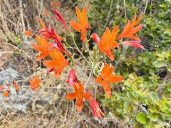 Alstroemeria ligtu simsii