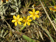 Sisyrinchium palmifolium