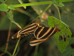 Dryadula phaetusa