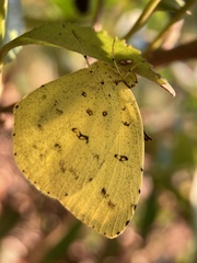 Eurema mandarina