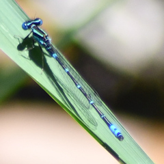 Austroagrion watsoni