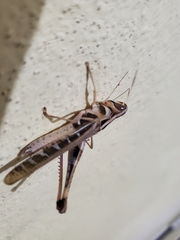 Rhammatocerus viatorius