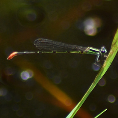 Argiocnemis rubescens