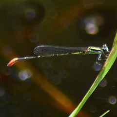 Argiocnemis rubescens