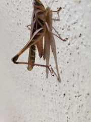 Rhammatocerus viatorius